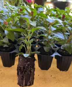 Fuchsia Gartenmeister Live Plant Plug - Starter, Hardy, 1-3