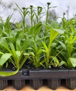 Gaillardia Gusto Sweet Chili Live Plant – Blanket Flower – 1 Plug – Red & Yellow Perennial - Image 10