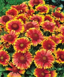 Gaillardia Gusto Sweet Chili Live Plant – Blanket Flower – 1 Plug – Red & Yellow Perennial - Image 2
