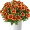 Gaillardia Gusto Sweet Chili Live Plant – Blanket Flower – 1 Plug – Red & Yellow Perennial - Image 1