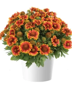 Gaillardia Gusto Sweet Chili Live Plant – Blanket Flower – 1 Plug – Red & Yellow Perennial - Image 1