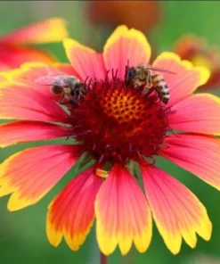Gaillardia Gusto Sweet Chili Live Plant – Blanket Flower – 1 Plug – Red & Yellow Perennial - Image 3