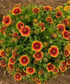 Gaillardia Gusto Sweet Chili Live Plant – Blanket Flower – 1 Plug – Red & Yellow Perennial - Image 4