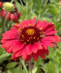 Gaillardia Gusto Sweet Chili Live Plant – Blanket Flower – 1 Plug – Red & Yellow Perennial - Image 7