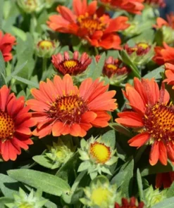 Gaillardia Gusto Sweet Chili Live Plant – Blanket Flower – 1 Plug – Red & Yellow Perennial - Image 9
