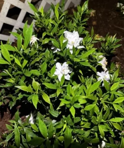 Gardenia Jasminoides 'Frostproof' Live Plant - Double White Flower Bush 5-8" Tall - Image 2