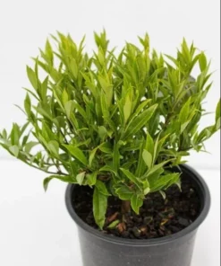 Gardenia Jasminoides 'Frostproof' Live Plant - Double White Flower Bush 5-8