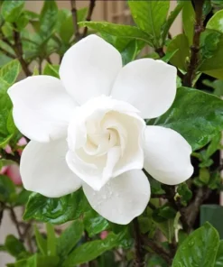 Gardenia Jasminoides 'Frostproof' Live Plant - Double White Flower Bush 5-8