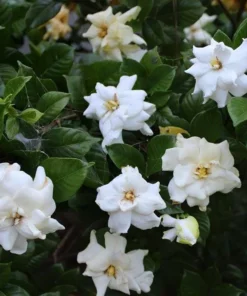 Gardenia Jasminoides 'Frostproof' Live Plant - Double White Flower Bush 5-8