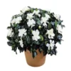 Gardenia Jasminoides 'Frostproof' Live Plant - Double White Flower Bush 5-8" Tall - Image 1