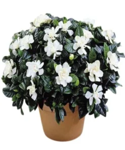 Gardenia Jasminoides 'Frostproof' Live Plant - Double White Flower Bush 5-8" Tall - Image 1