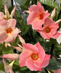 Giant Peach Mandevilla Vine Live Plant - Tropical Flowering, 5-9 Inch Tall - Image 1