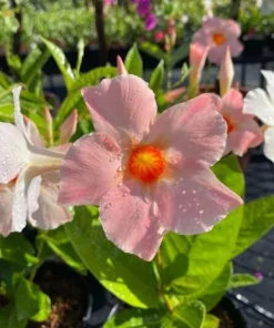 Giant Peach Mandevilla Vine Live Plant - Tropical Flowering, 5-9 Inch Tall - Image 3