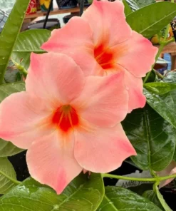 Giant Peach Mandevilla Vine Live Plant - Tropical Flowering, 5-9 Inch Tall - Image 4