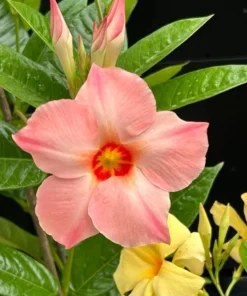 Giant Peach Mandevilla Vine Live Plant - Tropical Flowering, 5-9 Inch Tall - Image 5
