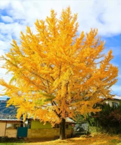 Ginkgo Live Starter Plant - 6-8 Inch Tall, 4 Inch Pot - Indoor Outdoor Tree - Image 10