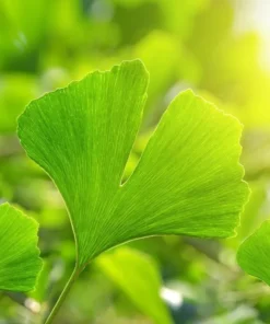 Ginkgo Live Starter Plant - 6-8 Inch Tall, 4 Inch Pot - Indoor Outdoor Tree - Image 2