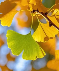 Ginkgo Live Starter Plant - 6-8 Inch Tall, 4 Inch Pot - Indoor Outdoor Tree - Image 4