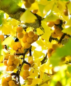 Ginkgo Live Starter Plant - 6-8 Inch Tall, 4 Inch Pot - Indoor Outdoor Tree - Image 6