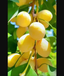 Ginkgo Live Starter Plant - 6-8 Inch Tall, 4 Inch Pot - Indoor Outdoor Tree - Image 7