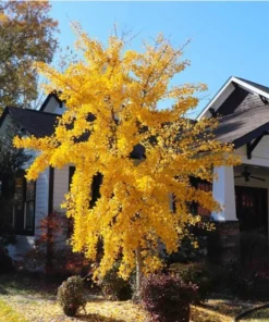 Ginkgo Live Starter Plant - 6-8 Inch Tall, 4 Inch Pot - Indoor Outdoor Tree - Image 8