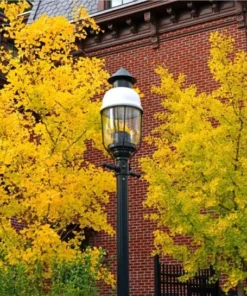 Ginkgo Live Starter Plant - 6-8 Inch Tall, 4 Inch Pot - Indoor Outdoor Tree - Image 9