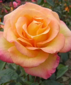 Gold Medal Hybrid Tea Rose Plant – Live Bush – Yellow Golden Blooms – 5-9 Inch Tall - Image 2