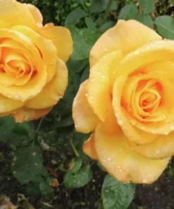 Gold Medal Hybrid Tea Rose Plant – Live Bush – Yellow Golden Blooms – 5-9 Inch Tall - Image 3