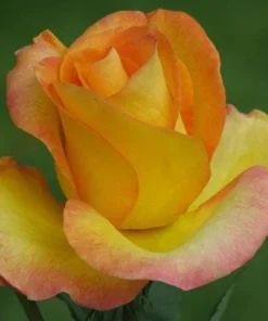 Gold Medal Hybrid Tea Rose Plant – Live Bush – Yellow Golden Blooms – 5-9 Inch Tall - Image 4