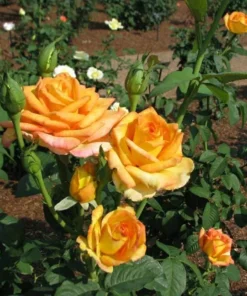 Gold Medal Hybrid Tea Rose Plant – Live Bush – Yellow Golden Blooms – 5-9 Inch Tall - Image 5