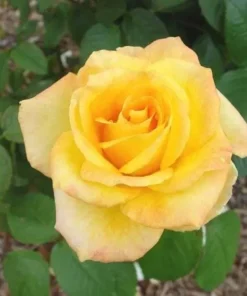 Gold Medal Hybrid Tea Rose Plant – Live Bush – Yellow Golden Blooms – 5-9 Inch Tall - Image 6