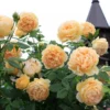 Gold Medal Hybrid Tea Rose Plant – Live Bush – Yellow Golden Blooms – 5-9 Inch Tall - Image 1