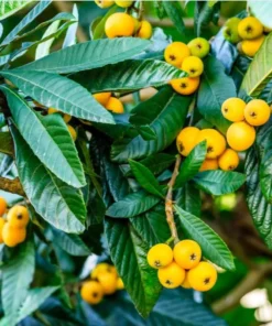 Golden Loquat Tree Live Starter Plant - 4-8 Inch Tall, 4 Inch Pot - Outdoor/Indoor - Image 3