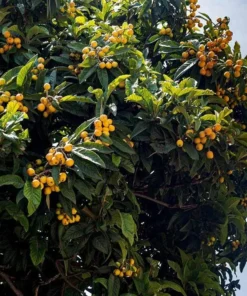 Golden Loquat Tree Live Starter Plant - 4-8 Inch Tall, 4 Inch Pot - Outdoor/Indoor - Image 5