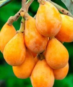 Golden Loquat Tree Live Starter Plant - 4-8 Inch Tall, 4 Inch Pot - Outdoor/Indoor - Image 6
