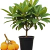 Golden Loquat Tree Live Starter Plant - 4-8 Inch Tall, 4 Inch Pot - Outdoor/Indoor - Image 1