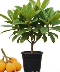 Golden Loquat Tree Live Starter Plant - 4-8 Inch Tall, 4 Inch Pot - Outdoor/Indoor - Image 1