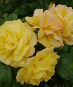 Golden Showers Climbing Rose Live Plant - Yellow Fragrant Double Bloom, 5-7 Inch Tall Starter - Image 2