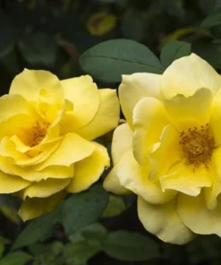 Golden Showers Climbing Rose Live Plant - Yellow Fragrant Double Bloom, 5-7 Inch Tall Starter - Image 3