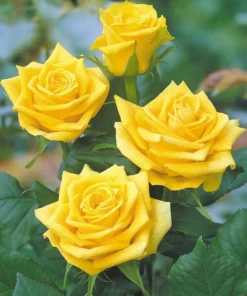Golden Showers Climbing Rose Live Plant - Yellow Fragrant Double Bloom, 5-7 Inch Tall Starter - Image 5