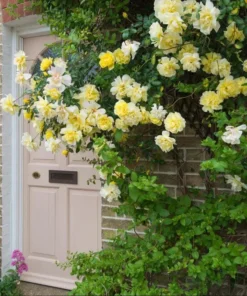 Golden Showers Climbing Rose Live Plant - Yellow Fragrant Double Bloom, 5-7 Inch Tall Starter - Image 6