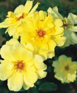 Golden Showers Climbing Rose Live Plant - Yellow Fragrant Double Bloom, 5-7 Inch Tall Starter - Image 7