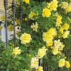 Golden Showers Climbing Rose Live Plant - Yellow Fragrant Double Bloom, 5-7 Inch Tall Starter - Image 1
