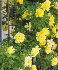 Golden Showers Climbing Rose Live Plant - Yellow Fragrant Double Bloom, 5-7 Inch Tall Starter - Image 1