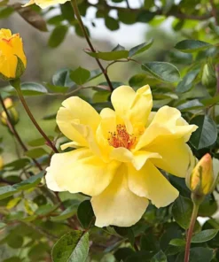 Golden Showers Climbing Rose Live Plant - Yellow Fragrant Double Bloom, 5-7 Inch Tall Starter - Image 8