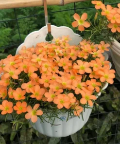 Gracilis Oxalis Live Plant – Ornamental Houseplant – 4 Inch Pot – Indoor - Image 2