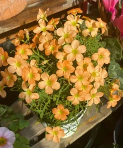 Gracilis Oxalis Live Plant – Ornamental Houseplant – 4 Inch Pot – Indoor - Image 3