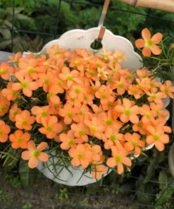 Gracilis Oxalis Live Plant – Ornamental Houseplant – 4 Inch Pot – Indoor - Image 4