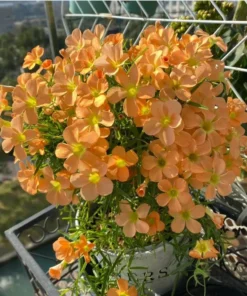 Gracilis Oxalis Live Plant – Ornamental Houseplant – 4 Inch Pot – Indoor - Image 5