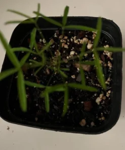 Gracilis Oxalis Live Plant – Ornamental Houseplant – 4 Inch Pot – Indoor - Image 6